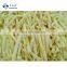 Sinocharm Bamboo Shoot Strips IQF Frozen Bamboo Shoot