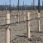 Tree Guard of UV Treated PP Plastic Correx Sapling Tree Guard/Tree Set/Tree Shelters Sheet
