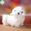 Latest Cute Super Soft Cat Plush Toys for Kids