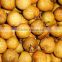 FRESH LONGAN FRUIT WITH BEST PRICE ANSD GOOD QUALITY