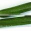 fresh cucumber india/cucumber exporter from india/english cucumber