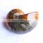 Huge Natural Conch Ammonite Fossil for Decoration