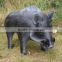 3D target male wild boar target for shoot killer