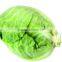 Fresh Flat Cabbage/green Cabbage/round Cabbage for Export