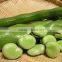 VERY DELICIOUS BROAD BEANS
