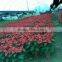 Hot sale Christmas ornament flower bonsai