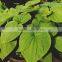 Natural Piper methysticum Extract/Kava Kava Root Extract/Kava root Extract Powder