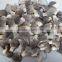 Pleurotus Mushrooms in brine oyster mushrooms brined mushroom in barrel