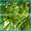 HACCP factory manufacturing garcinia cambogia seed