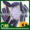 export Chinese bulk long shape sunflower seeds
