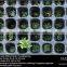 Planting tray