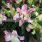 Supply Kunming Spring and Summer fresh flowers fresh cut lilies