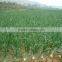 Factory price manual onion planter