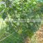 new HDPE garden anti bird netting/pe anti bird protection netting/vineyard mist nets /plant protection from animals