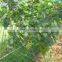 Nylon anti bird netting/agriculture and forestry protection net