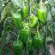 hybrid mid-late maturity sweet pepper seeds greenhouse vegetable seeds No.1