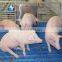 Stable design 600*600 plastic slat pig flooring floor in livestock farm