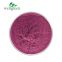 FREE SAMPLE Health Supplement Anthocyanin Beverage Natural Blueberry Concentrate Juice Powder
