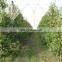 Transparent 40x25 50x25 greenhouse insect net anti insect net