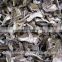 Esculent wild dried slice boletus mushroom