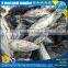 Seafrozen skipjack for sell, frozen skipjack tuna price, frozen skipjack tuna whole round