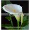  online shopping fresh flowers white calla lilies in china for sale