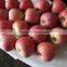 2015 new crop fresh Qin guan apple with good quality for sale