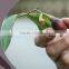 LAUREL BERRY OIL 100 % PURE & NATURAL LAUREL SEED OIL