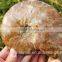 Wholesale Large Snail Fossils/Gemstone Jewelry/Gemstone Art Crafts