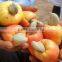 High Quality Of Raw Cashew Nuts