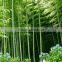 Phyllostachys heterocycla (Carr.) Mitford cv. Pubescens & bamboo