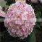 Wholesale cheap fresh cut hydrangea flowers