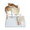 Shoulder Plastic Education Human Body Anatomy Model