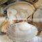 frozen short necked clam with shell IQF