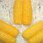 Quality Organic Sweet Corn Super Price Natural Fresh Sweet Corn Food Prices