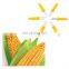 Best Selling Corn Cob Holders With Plastic Handle