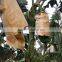 Factory direct supply banana fruit protection bags