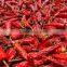 Red Dried Chilli With Best Price