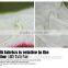 Flower Printed Silk Chiffon Fabric for Dress