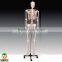 180/84/42cm Human Anatomical Skeleton Model                        
                                                Quality Choice