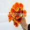Wholesale most popular beautiful gerbera daisi