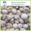 Frozen Champignon Mushroom Whole and Slices