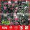 2016 new fresh honey fuji apples exporter in China