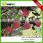wholesale prices apple fruit