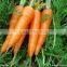 China Fresh Carrot