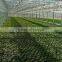 China Made Zinc Coated vegitable warehouse roofing sheets