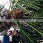 high quality artificial date palm tree fake coconut palm