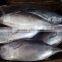 Whole Round Frozen Bonito Tuna