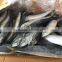 Frozen Mackerel 300-400g 2016