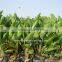 Strelitzia reginae Bird Of Paradise Crane Flower